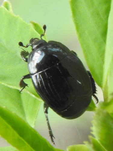 Margarinotus brunneus